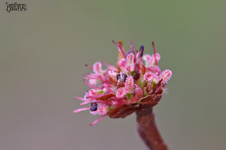 Le ultime arrivate tra le piante gi fiorite